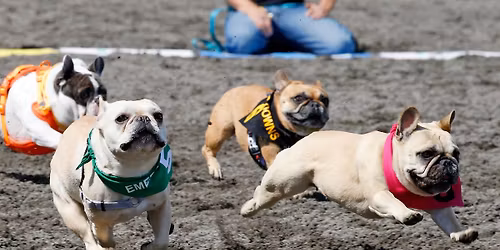 Bulldog Races