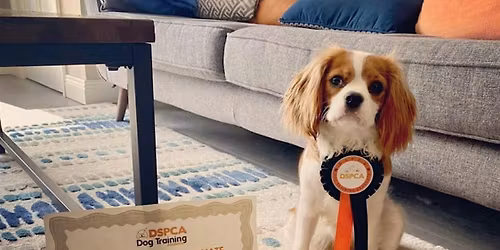 Puppy Training, Sunday, DSPCA (Valerie)