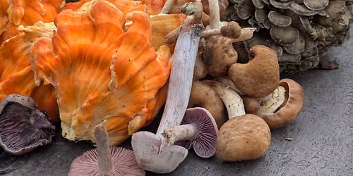 Fabulous Foraging: A Burnsville Pride Mushroom Hunt