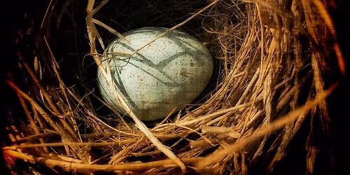 Discovery Stories: the Best Nest Ever