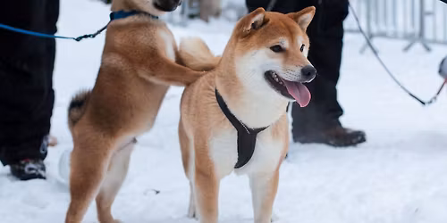 Joulukuun shibatapaaminen, Pyynikki