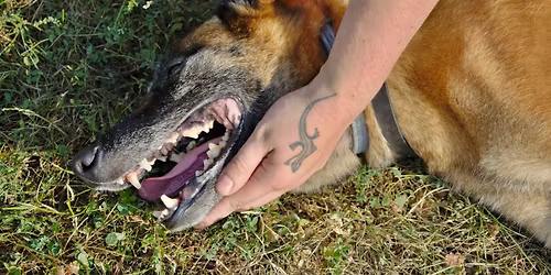 Praktick\u00fd dvoudenn\u00ed kurz prvn\u00ed pomoci pro psy Studen\u011bves