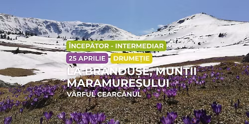 Drume\u021bie \u00eencep\u0103tor - intermediar: La br\u00e2ndu\u0219e \u00een Mun\u021bii Maramure\u0219ului, V\u00e2rful Cearc\u0103nul