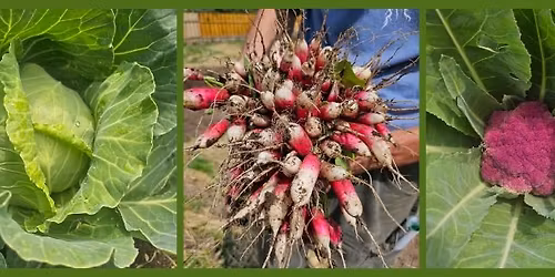 Vegetable Garden Series