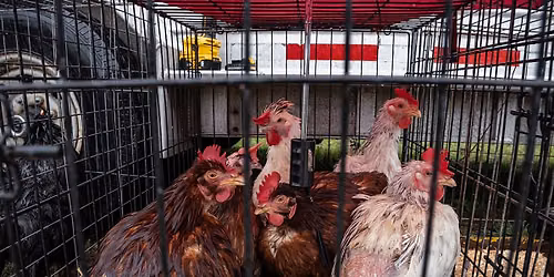 Protest the Barnstable County Fair's Exploitation of Animals