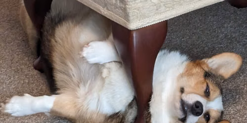 corgi meet up 