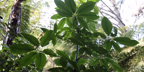 Final Community Native Propagation Evening (2025)