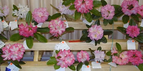 Rhododendron Show at the Carroll County Farmer's Market