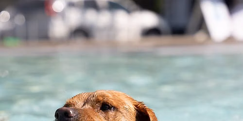 Dog Day of Summer