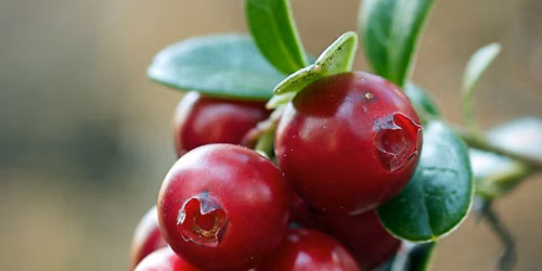 Cranberry Country HRC Hunt Tests, entry through huntsecretary.com