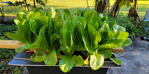 Growing Vegetables Without Soil Workshop