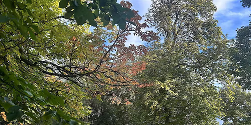 Forest Bathing at Lauriston: Golden Light and Turning Leaves