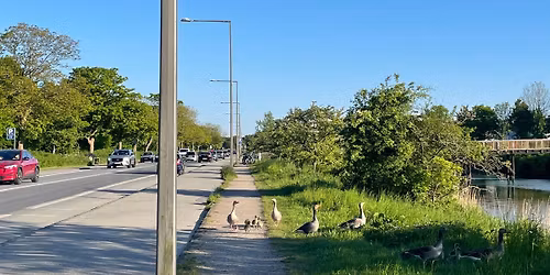 Byer som \u00f8kosystemer