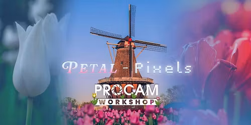 Petal Pixels - Holland in Bloom