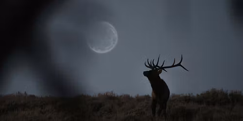 Nourish your Creativity on the Full Buck Moon