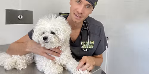 Warsztaty praktyczne "Anestezjologia ps\u00f3w i kot\u00f3w" - tylko 10 uczestnik\u00f3w - OSTATNIE MIEJSCE