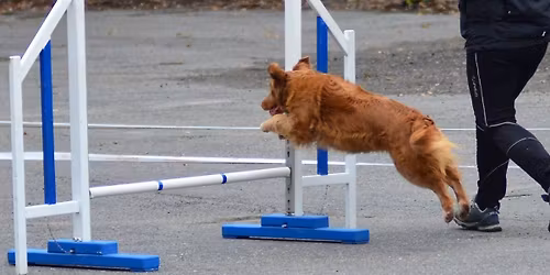 Agility vg temakurs: F\u00f8ringer, selvstedighet og felthinder