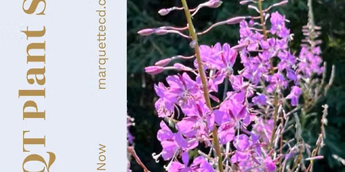 Huge Native Plant Sale in Marquette