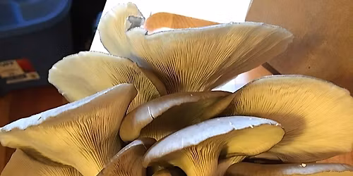 Discover the world of fungi