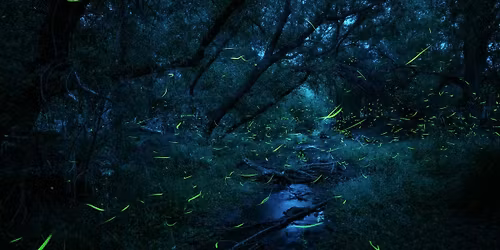 Fireflies: Discover the Science & Conservation of Arizona\u2019s Fireflies
