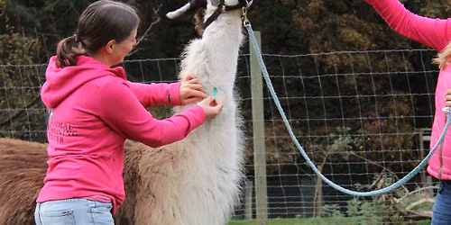 Intensiv Tiertrainingswoche