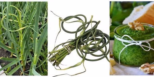 Seed to Table: Seed to Table: Processing Garlic Scapes