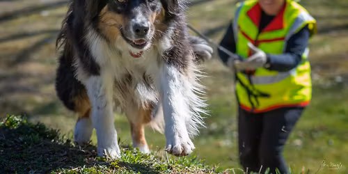 2 Tage Mantrailing Intensiv KARLSRUHE