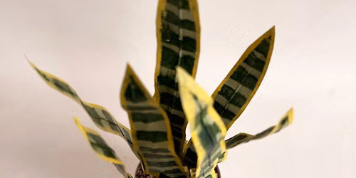 Paper Snake Plant Workshop