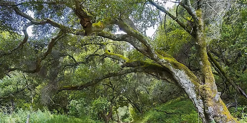 Mindfulness in Nature with Saumitra Kelkar