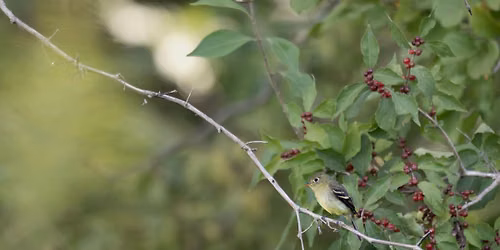 Birding Thornwood Nature Preserve