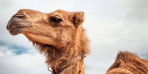 Family Christmas Eve Service