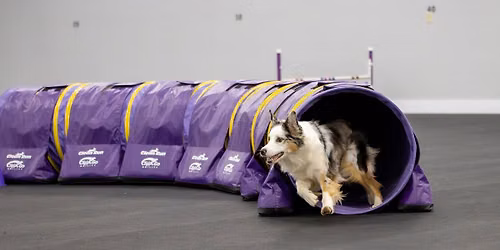 Agility Course Test 1 & 2