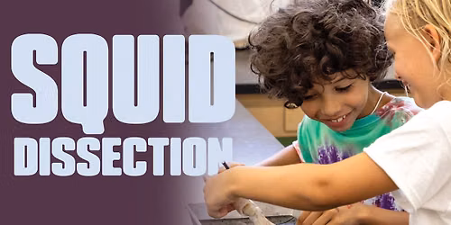 Squid Dissection