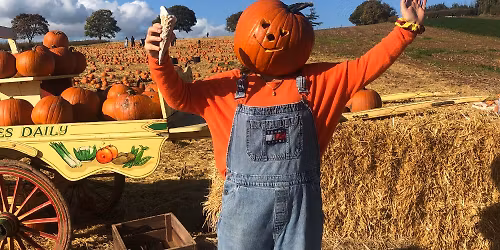 Darts Farm Pumpkin Fest