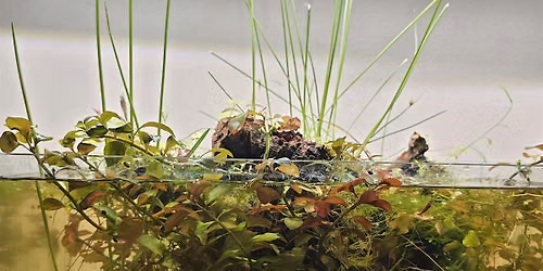 Mini Eco Aquariums