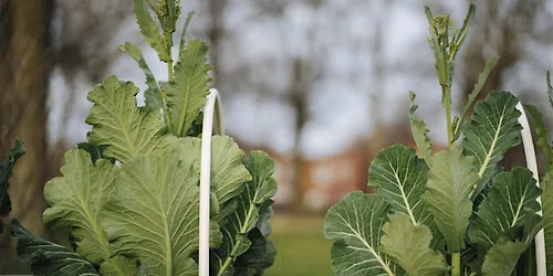 Growing Community: The Craft of Good Gardens