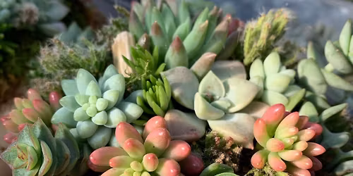 Succulent Topped Heirloom Pumpkin Class: October 11th