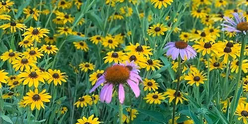 Pollinator Fest 2026