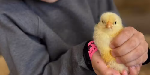 Kelley\u2019s Farmstead Baby Animal Barn 