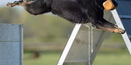 2026 GSDCA IGP Nationals and Universal