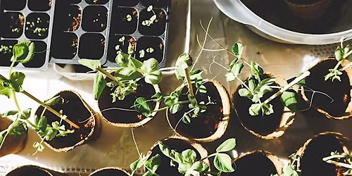 Seed Starting with Filbert Street Garden