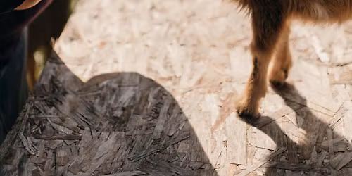 Baby Goat (and Bunny) Play Day!