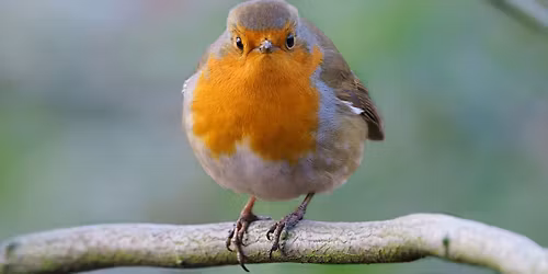 Festive Fun at Homestead Park