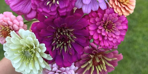 U-pick flowers August 15