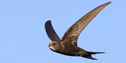 Swifts: An evening talk - Woolley Firs, Maidenhead, Thursday 24 September