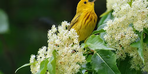 Dawn Chorus Birding