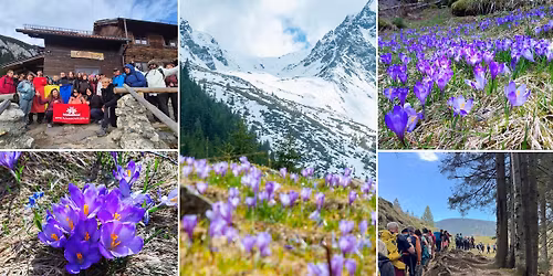 \u00cen c\u0103utare de flori de prim\u0103var\u0103 p\u00e2n\u0103 la Cabana Curm\u0103tura #19