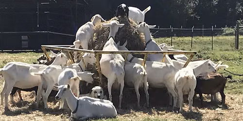 Shepherding 201 - Pets to Production