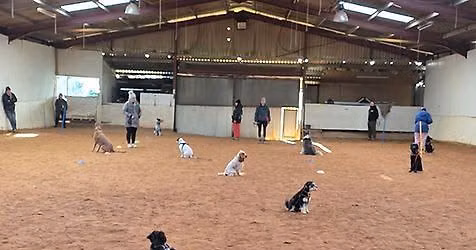 Bronze Obedience Group 