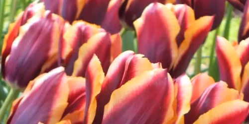 Tulip Planting Party
